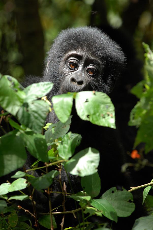 Nkuringo Bwindi Gorilla Lodge Exteriör bild