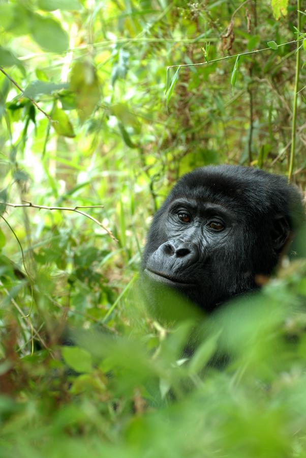 Nkuringo Bwindi Gorilla Lodge Exteriör bild