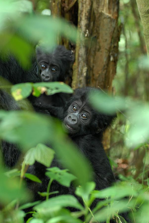 Nkuringo Bwindi Gorilla Lodge Exteriör bild